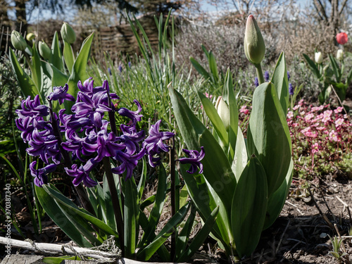 Hiacynty w towarzystwie tulipana. Hyacinths accompanied by a tulip. photo