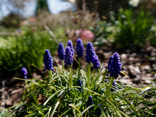 Szafirki na łące, Sapphires in the meadow photo