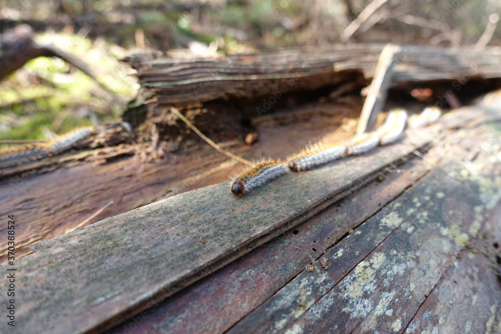 Thaumetopoea pinivora, the eastern pine processionary  walking on bark of pine tree
