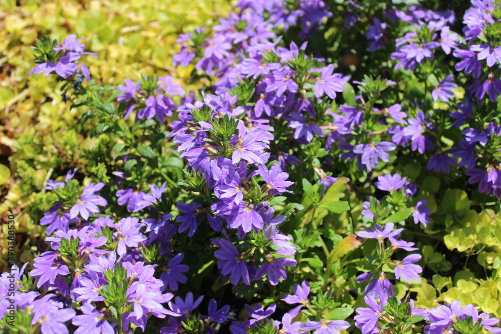 Obraz premium Blaue Fächerblume