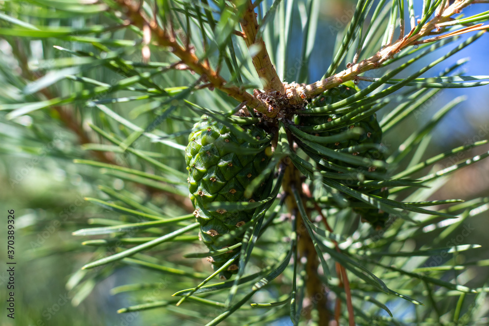 Young green cones among the long needles of conifers. Young green cones among the long needles of conifers.