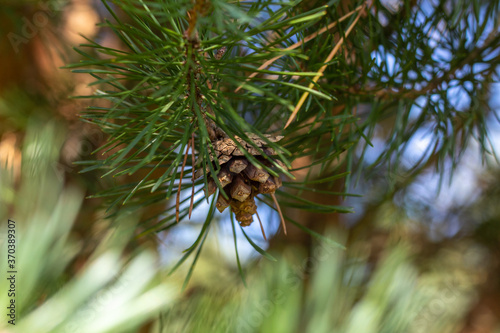 A small bump on a coniferous tree branch with a blurred background.