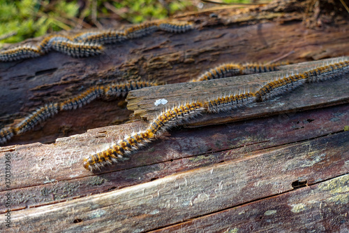 Thaumetopoea pinivora, the eastern pine processionary  walking on bark of pine tree