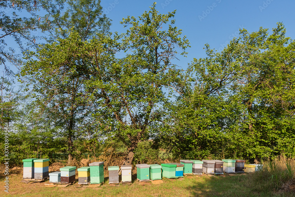 Bee hives surrounded by trees on a sunny day. Row of wooden beehives for bees Bee hives surrounded by trees on a sunny day. Row of wooden beehives for bees