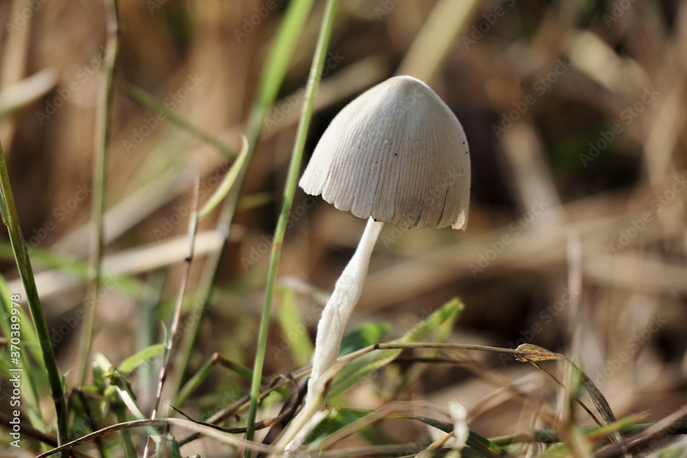 white fungus growing on the grass white fungus growing on the grass