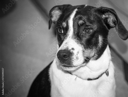 black and white dog