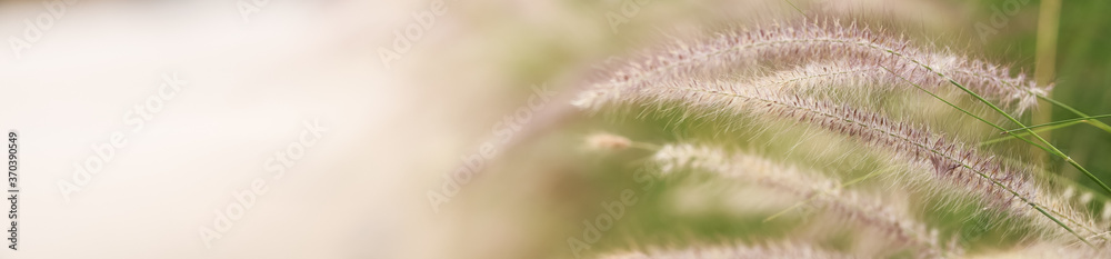 Close up beautiful nature view grass flower on blurred greenery background under sunlight with bokeh and copy space using as background natural plants landscape, fresh ecology cover concept. Close up beautiful nature view grass flower on blurred greenery background under sunlight with bokeh and copy space using as background natural plants landscape, fresh ecology cover concept.