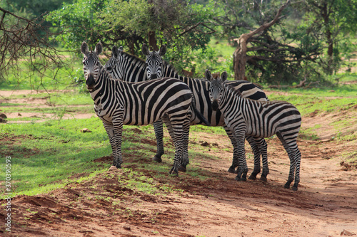 Four zebras on the roadside have just come out of the bushes and look at the camera. Amboseli National Park  Kenya.