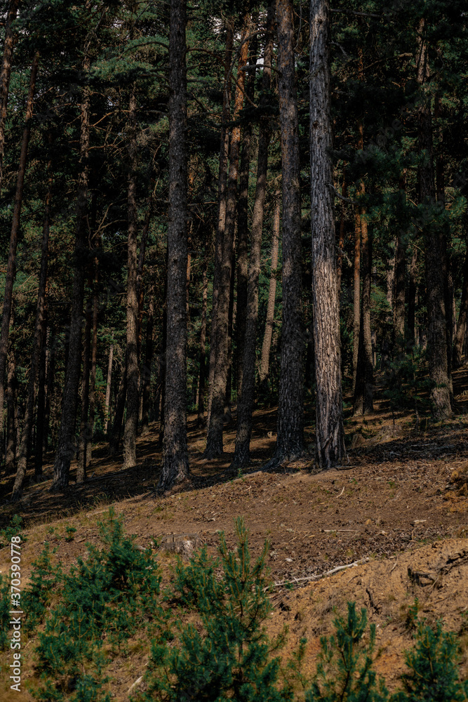 Landscape with the image of summer forest. Great forest of pine trees. Landscape with the image of summer forest. Great forest of pine trees.