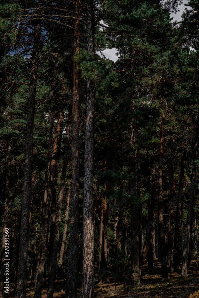 Landscape with the image of summer forest. Great forest of pine trees. Landscape with the image of summer forest. Great forest of pine trees.