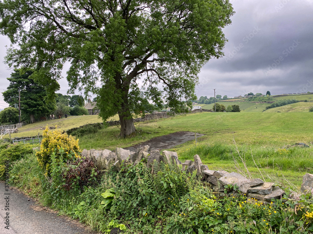 Obraz premium Country lane with dry stone walls, and fields, trees, horses and farm buildings, in the distance, on a cloudy day in, Allerton, Bradford, UK