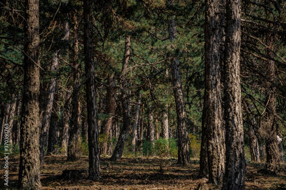 Obraz premium Landscape with the image of summer forest. Great forest of pine trees.
