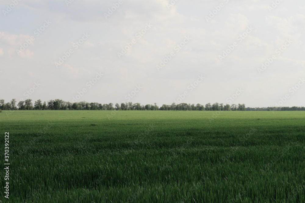 Fototapeta premium green field and blue sky in my home village