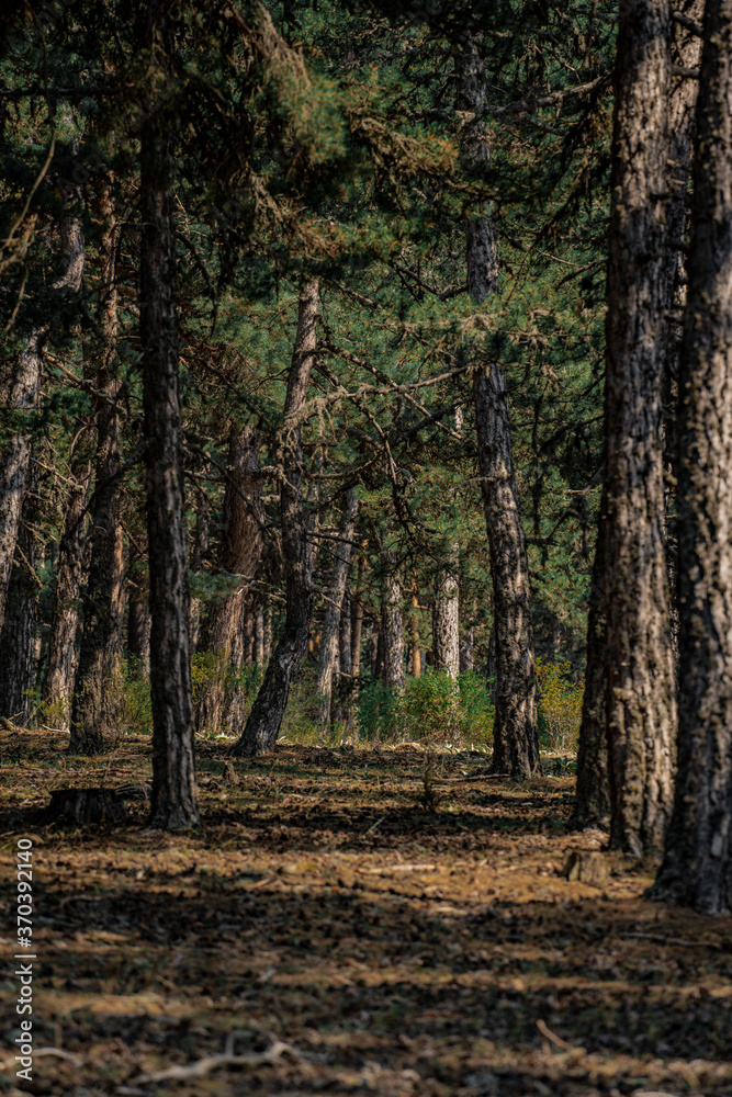Landscape with the image of summer forest. Great forest of pine trees. Landscape with the image of summer forest. Great forest of pine trees.
