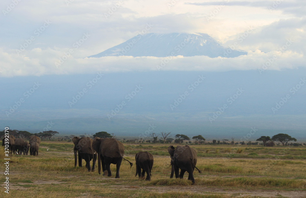 Group of elephants walking in the savannah with Mount Kilimanjaro emerging from the clouds in the background. Amboseli National Park, Kenya. Group of elephants walking in the savannah with Mount Kilimanjaro emerging from the clouds in the background. Amboseli National Park, Kenya.