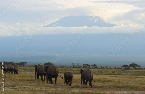 Group of elephants walking in the savannah with Mount Kilimanjaro emerging from the clouds in the background. Amboseli National Park, Kenya. © JulyLo.Studio