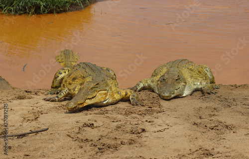 Two crocodiles (Crocodylus niloticus) on the bank of the Galana River, Kenya. photo