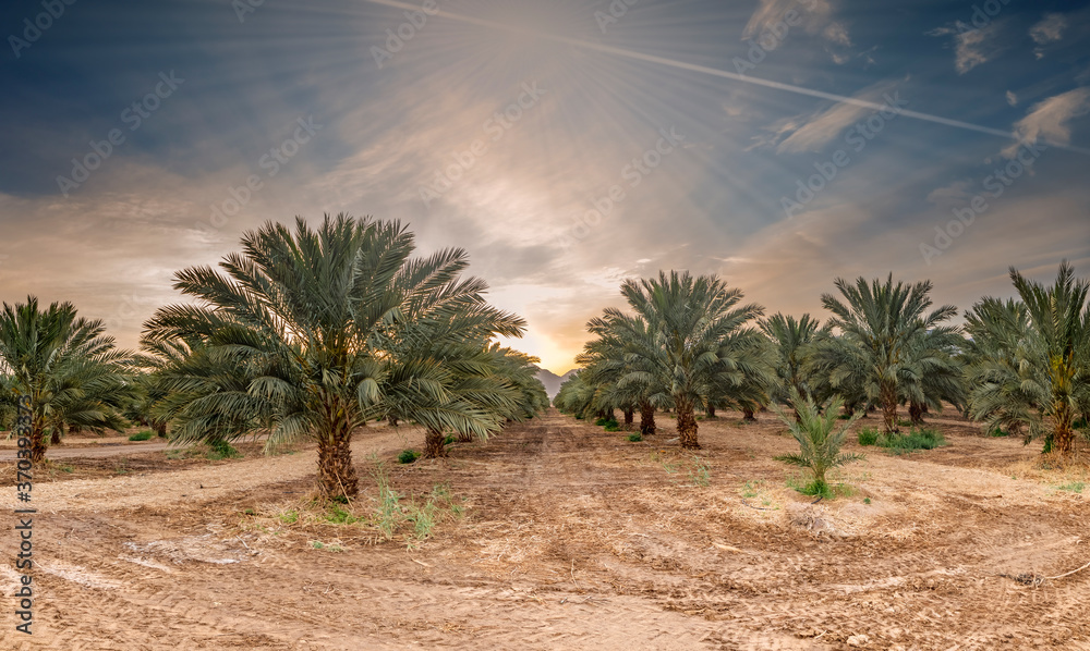 Panorama. Morning at industrial plantation of date palms. Image depicts desert agriculture of healthy food industry in the Middle East Panorama. Morning at industrial plantation of date palms. Image depicts desert agriculture of healthy food industry in the Middle East