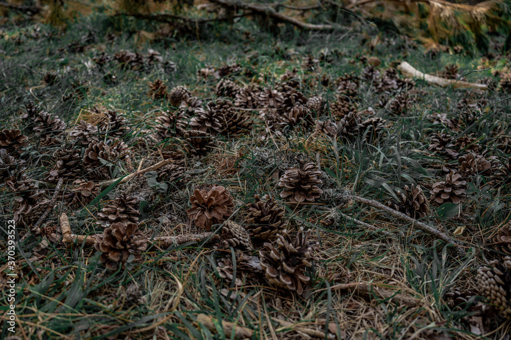 Several pine cones falling on the ground in the forest in a summer day. Several pine cones falling on the ground in the forest in a summer day.