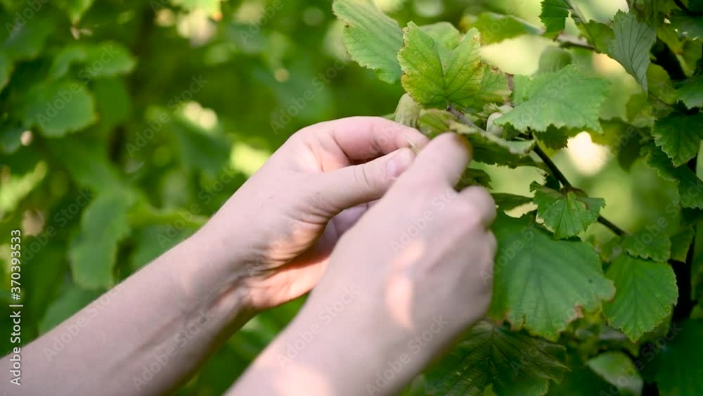 Woman Picking Hazelnuts From a Tree Woman Picking Hazelnuts From a Tree