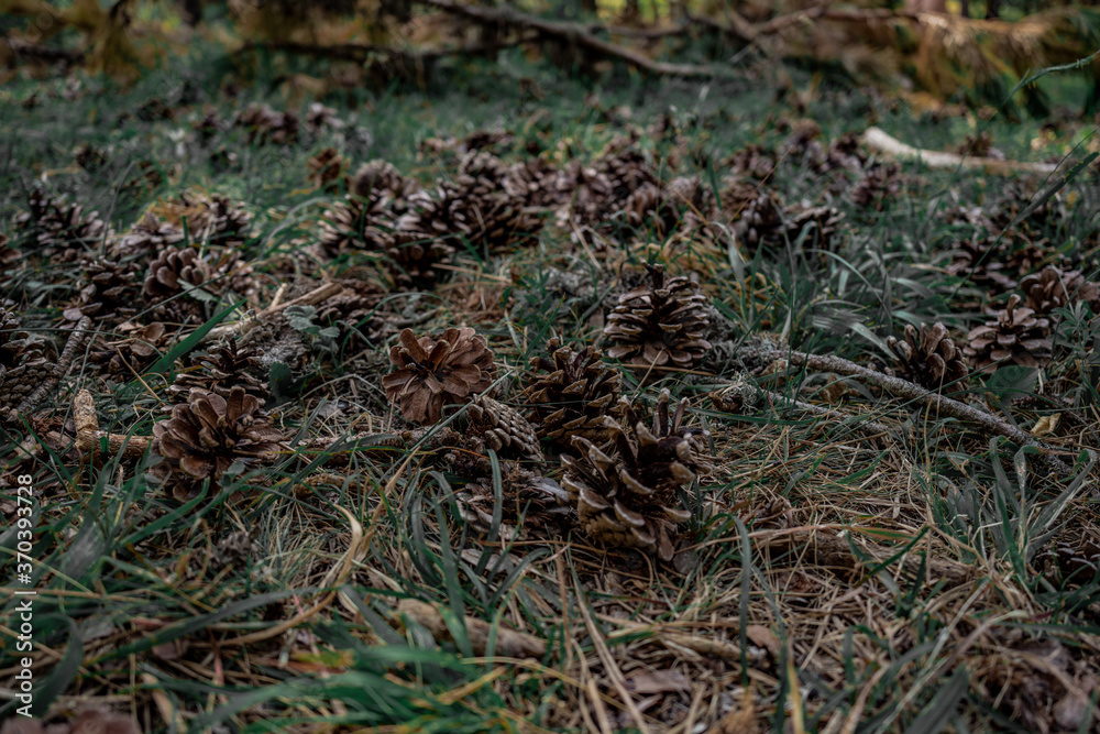 Several pine cones falling on the ground in the forest in a summer day. Several pine cones falling on the ground in the forest in a summer day.