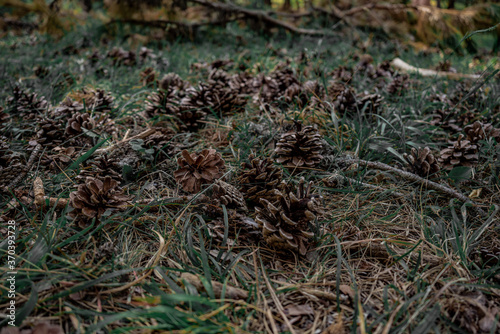 Several pine cones falling on the ground in the forest in a summer day.