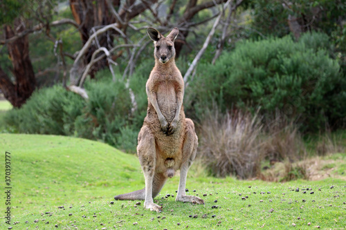 Vászonkép Male Kangaroo standing - Anglesea golf course in Victoria, Australia