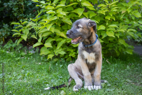 Принти на полотні Puppy irish wolfhound dog on meadow in the park during the morning walking