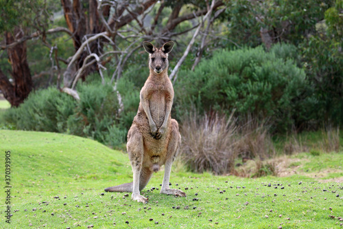 Scene with big male Kangaroo - Anglesea golf course in Victoria, Australia photo