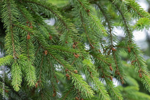 branches of a fir