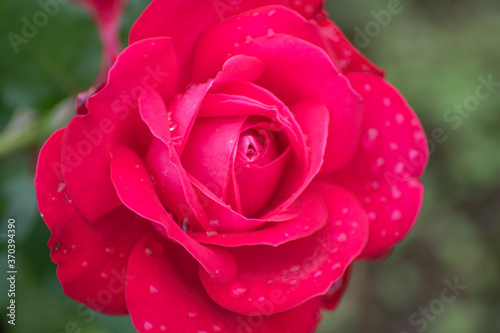 Fototapeta Naklejka Na Ścianę i Meble -  red rose with water drops