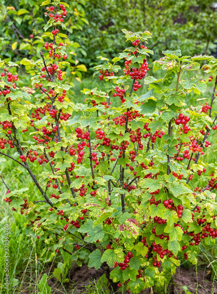 Red currant Bush with ripe berries in garden. Red currant Bush with ripe berries in garden.