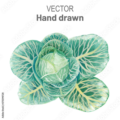 Traced White cabbage isolated on white background. Young tight head of cabbage with beautiful large opened leaves hand drawn in gouache paints in a realistic style. Vector drawing
