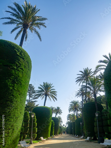 palm trees in the Genoves Park in the bay of Cadiz capital. Andalusia. Spain. Europe.  photo