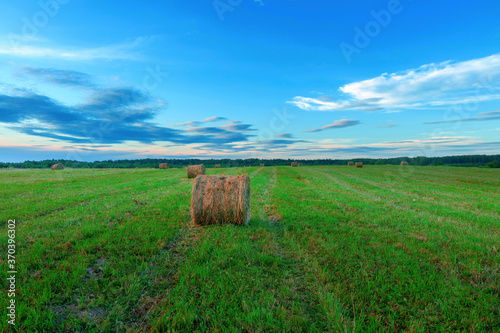 Round bail of hay in a field.