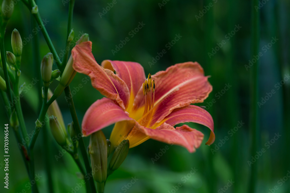 pomarańczowy kwiat liliowca w rozkwicie 