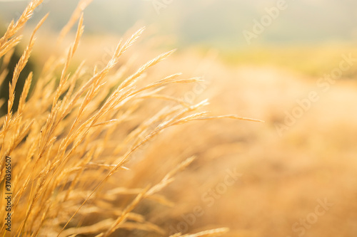 Grass field. Ears of golden grass close up. Beautiful Nature Sunset Landscape. Rural Scenery under Shining Sunlight. Background of ripening ears of meadow grass field. Rich harvest Concept
