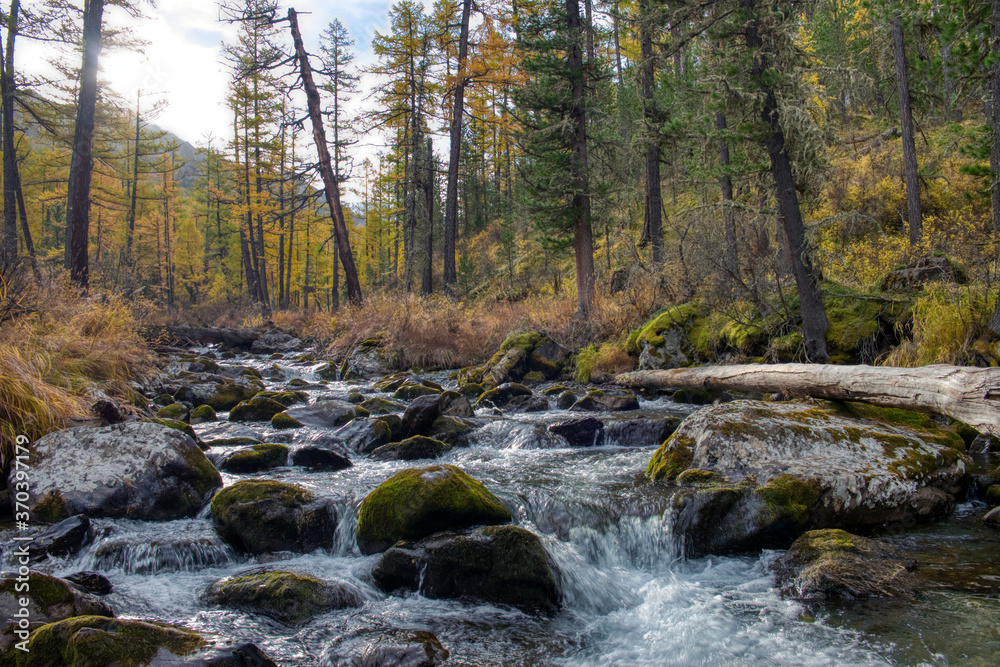 Mountain river flowing through the autumn forest. Altai Republic, Russia.