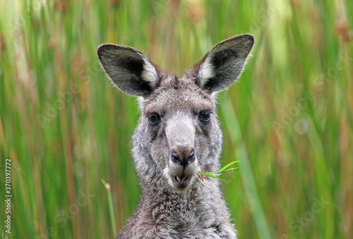 Fototapeta Naklejka Na Ścianę i Meble -  Portrait of Kangaroo with grass in its mouth - Anglesea golf course in Victoria, Australia