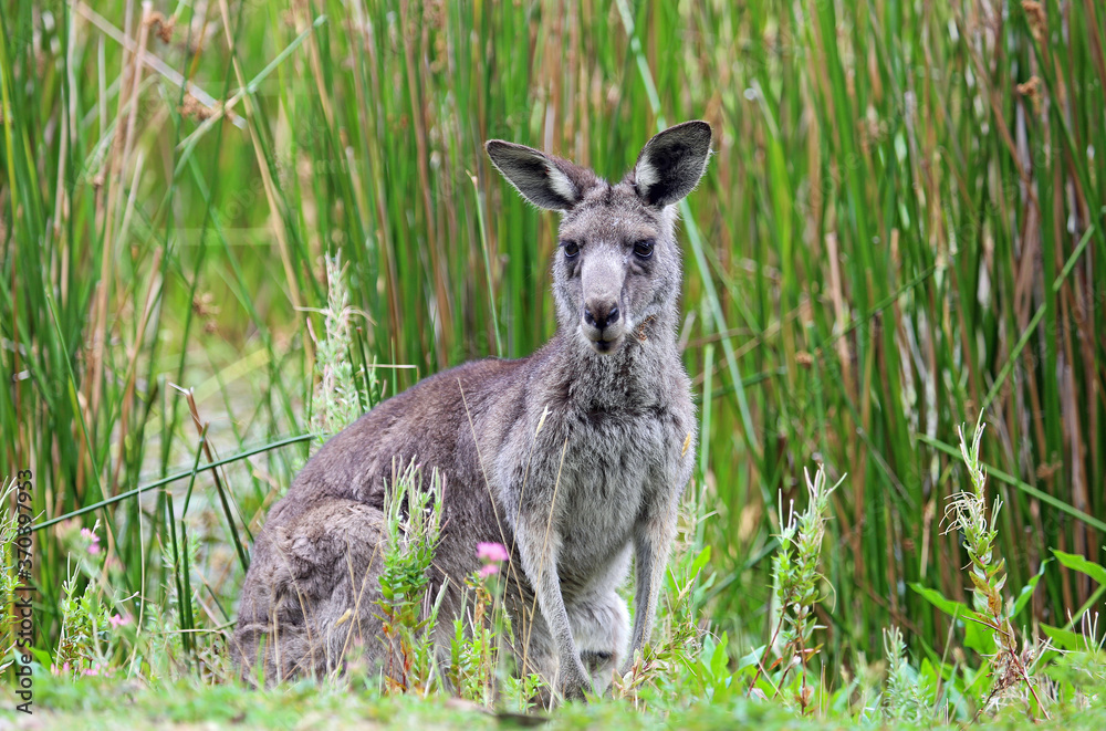 Gret Kangaroo on rush background - Anglesea golf course in Victoria, Australia Gret Kangaroo on rush background - Anglesea golf course in Victoria, Australia