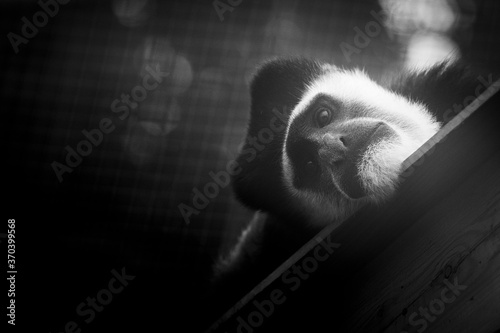 Portrait d'un singe au pelage noir et blanc - Colobe guéréza ou colobus guereza kikuyuensis photo