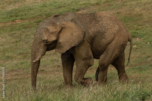 Elephant 6