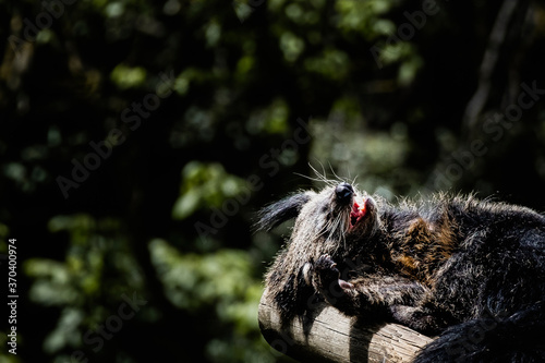 Binturong ou chat-ours - Adorable mammifère aux longs poils noir