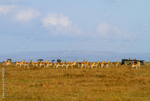 Herd of Thomson's gazelles (Eudorcas thomsonii) stand facing same direction, watched by unrecognizable people in safari vehicle. Maasai Mara Reserve, Kenya, Africa, wildlife with tourists on safari