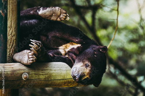 Ours malais ou helarctos malayanus - Bel ours d'Asie au pelage brun et noir photo