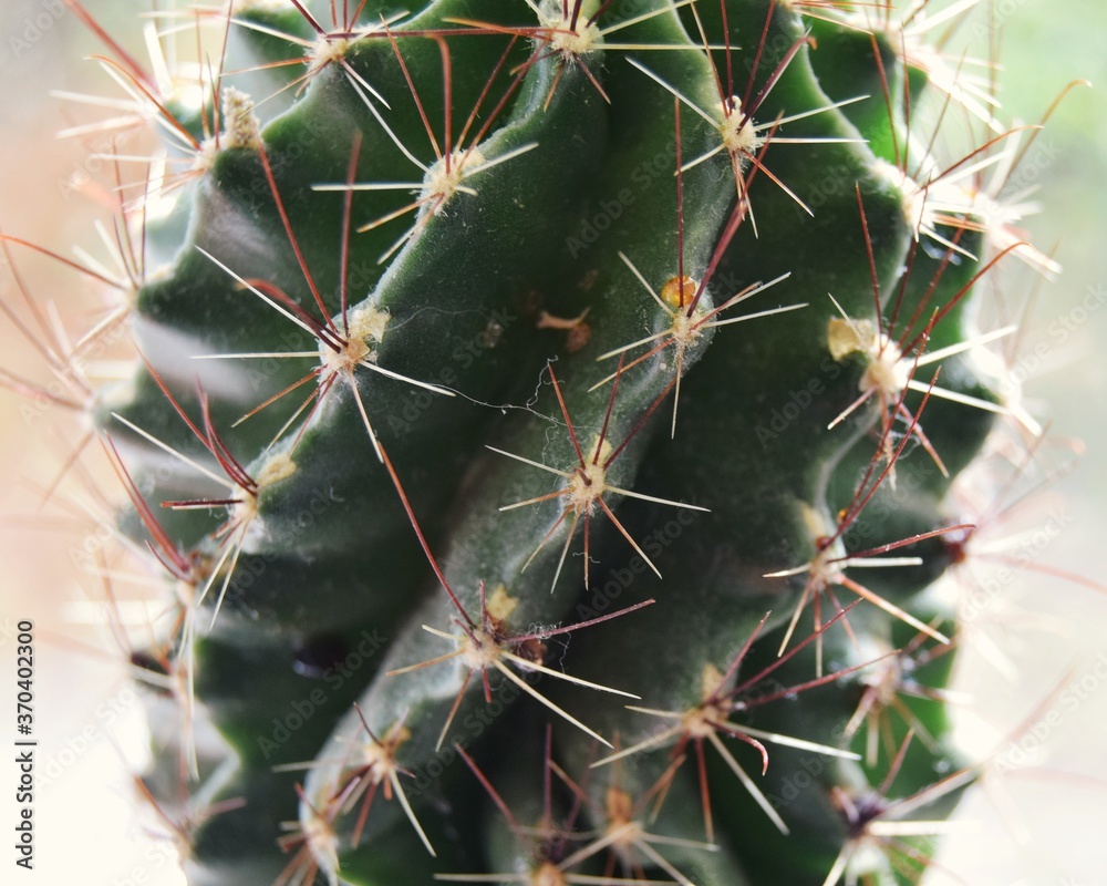 cactus close up