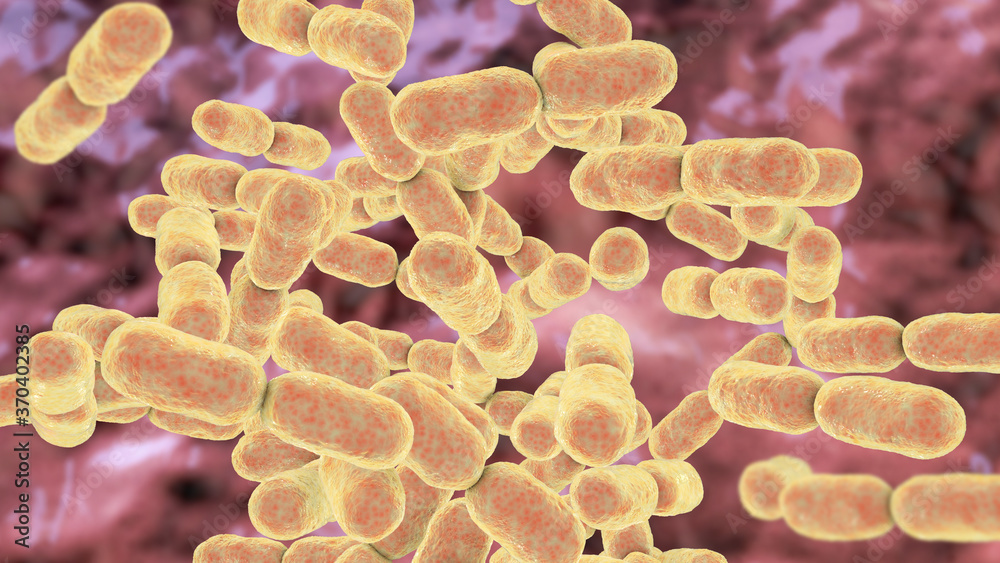 Kingella bacteria, illustration Kingella bacteria, illustration