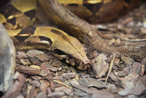 Photography of wild animal, snake 