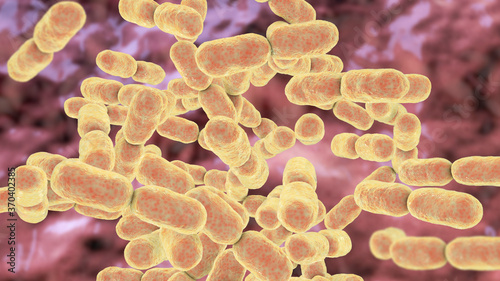 Kingella bacteria, illustration photo