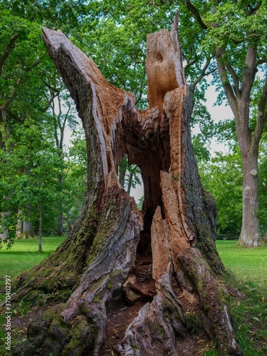 Huge hollow trunk is the only thing left of this fallen oak tree.